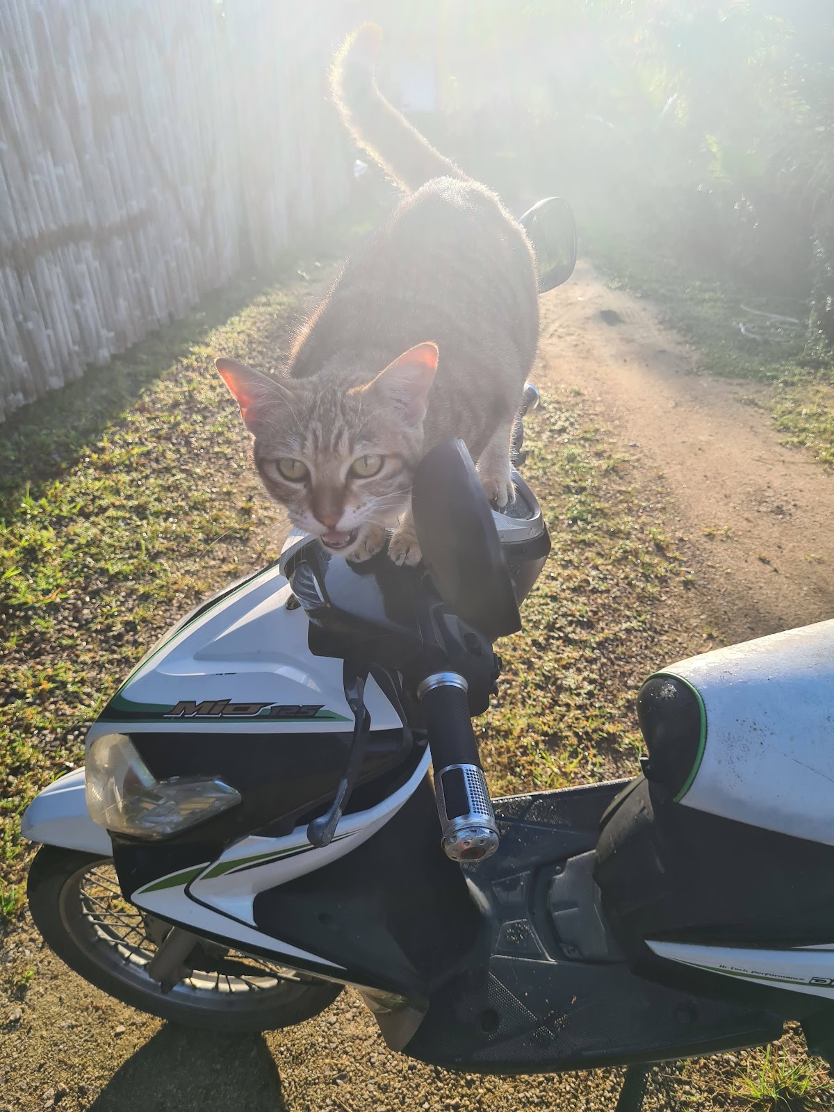 A cat sitting on Nana's motorbike in southern Thailand