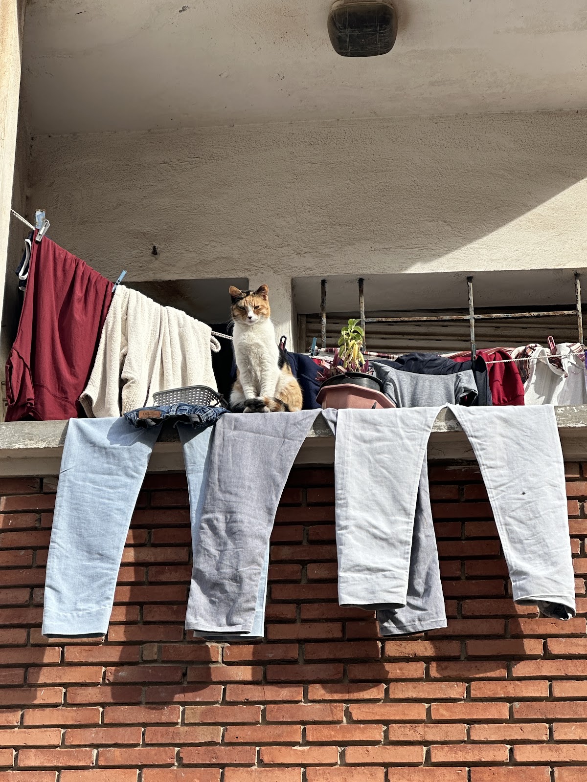 Laundry hanging from a residential balcony with a cat sitting among the clothes